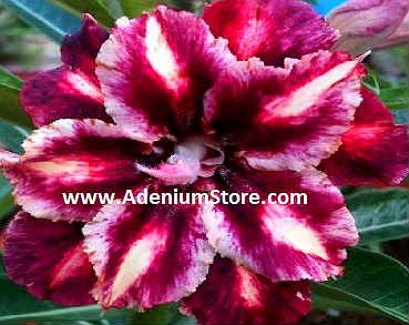 Adenium Obesum \'Double Sour Grapes\' 5 Seeds